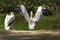 Pelecanus onocrotalus - two white pelicans standing on the shore. One has outstretched wings and the other has folded wings and