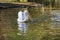 Pelecanus onocrotalus - White great white pelican bird swims on water