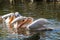 Pelecanus onocrotalus - White great white pelican bird swims on water
