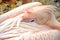 Pelecanus Onocrotalus White Pelican Resting Detail Portrait Stock Photo
