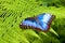 Peleides Blue Morpho