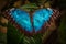 Peleides blue morpho butterfly