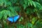 Peleides Blue Morpho butterfly resting on cypress branch