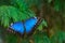 Peleides Blue Morpho butterfly resting on cypress branch