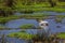 Pelican in african lake