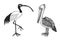 Pelican and African sacred ibis. Engraved Hand drawn vector birds, sketch graphic vintage style, phoenicopteridae