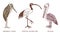 Pelican and African sacred ibis and storks. Engraved Hand drawn vector birds, sketch graphic vintage style