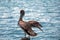 Pelican \'air drying\' on boat dock on boat dock post on Isla Mujeres island just off the Cancun coastline of Mexico