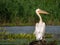 Pelican alone on land watching above Danube Delta