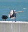 A pelican and another ocean bird standing on a concrete wall by the ocean