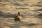 Pelican on the Atlantic at sunrise near a beach in Punta Cana