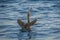 Pelican on the Atlantic at sunrise near a beach in Punta Cana