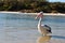 Pelican on an Australian Beach