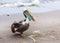 Pelican on Ballestas Islands,Peru South America in Paracas National park.