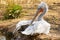 Pelican on the banks of a river