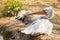 Pelican on the banks of a river