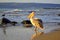 Pelican on the beach