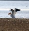 Pelican on a beach flapping wings