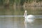 Pelican at Bear River Migratory Bird Refuge