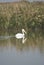 Pelican at Bear River Migratory Bird Refuge