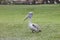 Pelican bird on green grass field