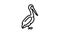 pelican bird line icon animation