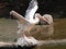 Pelican bird open wing