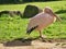 pelican in bird park standing and detailed