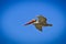 Pelican bird sky California