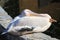 Pelican bird sleeping close up