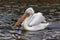 Pelican bird swimming in the water