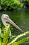 Pelican bird swimming in water between plant