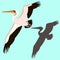 Pelican bird vector illustration flat style silhouette