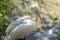 A pelican bird by a water hole. Close up image side view