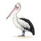 Pelican bird watercolor illustration. Hand drawn Pelecanus conspicillatus avian. Beautiful Australian pelican wildlife