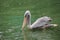 Pelican birds getting food