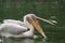 Pelican birds getting food