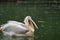 Pelican birds getting food