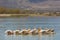 Pelican birds in the lake