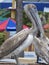 Pelican birds at Miami Seaquarium