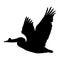 Pelican Birds Pelecanus Occidentalis Flying On a Side View Silhouette Found In Map Of Ocean All Around The World