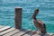 Pelican on boat dock on Isla Mujeres island just off the Cancun coastline of Mexico