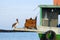 Pelican on Boat - Galapagos - Ecuador