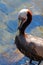 Pelican in Cabo San Lucas marina in Baja Mexico