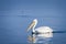 Pelican in the Calm waters of Lake Kerkini, Greece