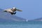 Pelican in Cane Garden Bay in Tortola, Caribbean