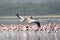 Pelican Caribbean Bird nature Bonaire island Caribbean Sea