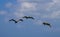 Pelican Caribbean Bird nature Bonaire island Caribbean Sea