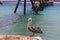 Pelican Caribbean Bird nature Bonaire island Caribbean Sea