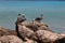 Pelican Caribbean Bird nature Bonaire island Caribbean Sea